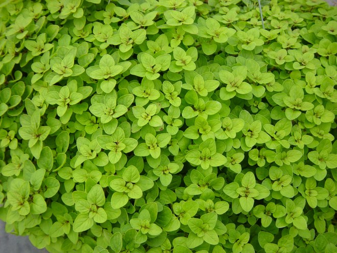condimente italiene oregano